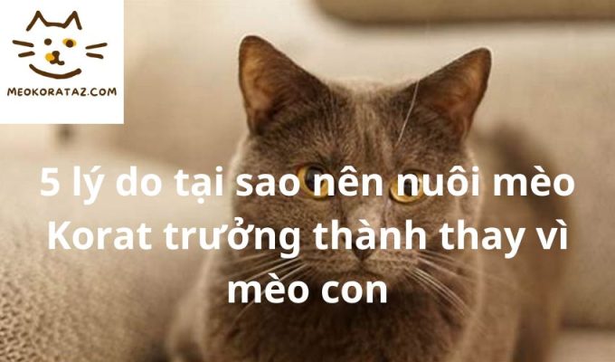 5 lý do tại sao nên nuôi mèo Korat trưởng thành thay vì mèo con