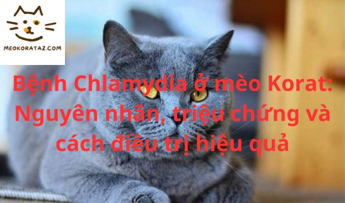 Bệnh Chlamydia ở mèo Korat: Nguyên nhân, triệu chứng và cách điều trị hiệu quả