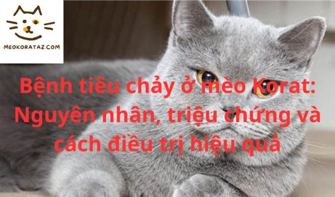 Bệnh tiêu chảy ở mèo Korat: Nguyên nhân, triệu chứng và cách điều trị hiệu quả