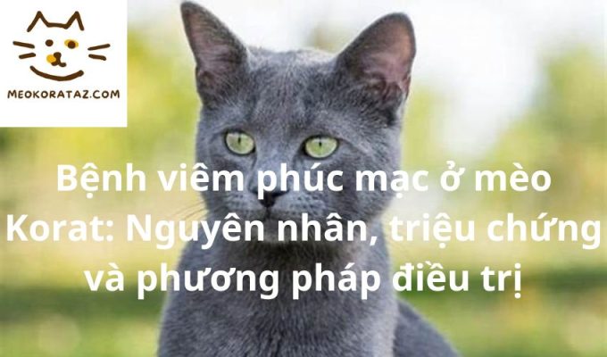 Bệnh viêm phúc mạc ở mèo Korat: Nguyên nhân, triệu chứng và phương pháp điều trị