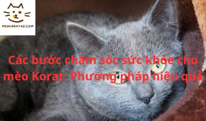 Các bước chăm sóc sức khỏe cho mèo Korat: Phương pháp hiệu quả