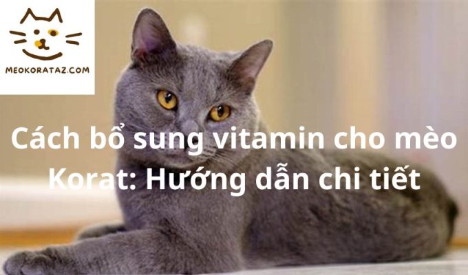 Cách bổ sung vitamin cho mèo Korat: Hướng dẫn chi tiết