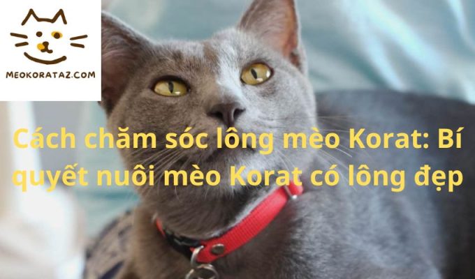 Cách chăm sóc lông mèo Korat: Bí quyết nuôi mèo Korat có lông đẹp