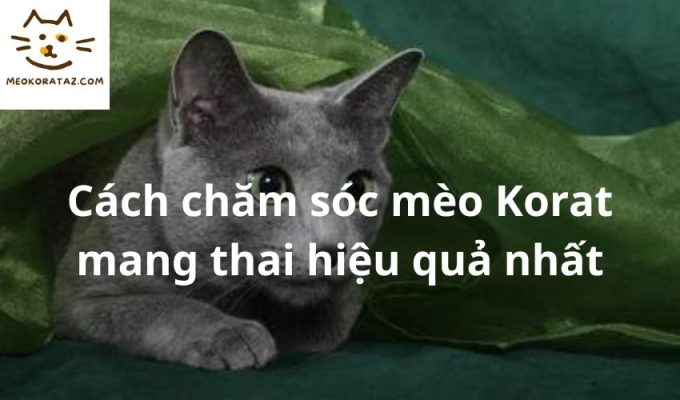 Cách chăm sóc mèo Korat mang thai hiệu quả nhất