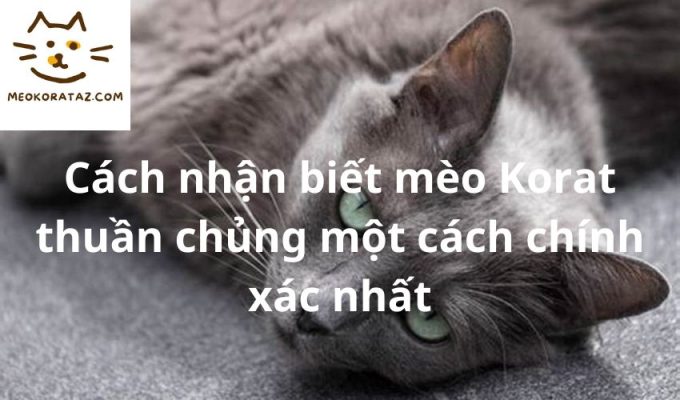 Cách nhận biết mèo Korat thuần chủng một cách chính xác nhất