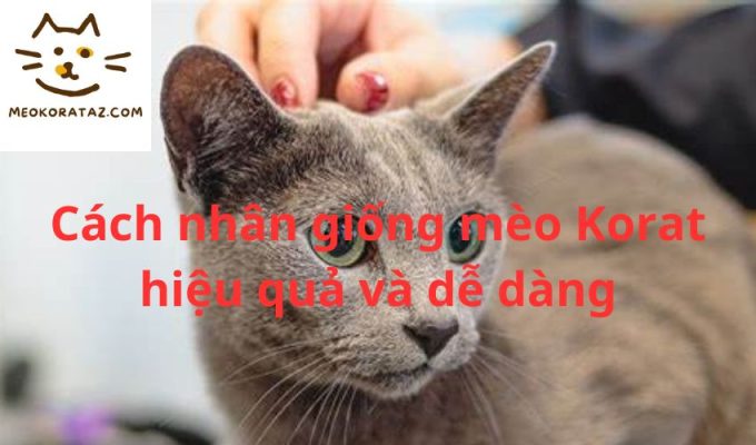 Cách nhân giống mèo Korat hiệu quả và dễ dàng