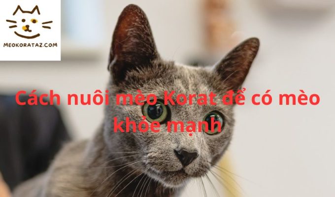 Cách nuôi mèo Korat để có mèo khỏe mạnh