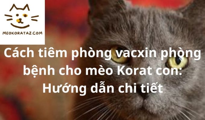 Cách tiêm phòng vacxin phòng bệnh cho mèo Korat con: Hướng dẫn chi tiết