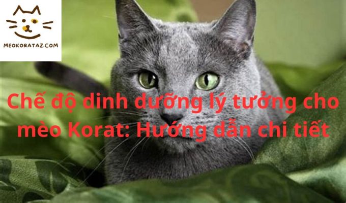 Chế độ dinh dưỡng lý tưởng cho mèo Korat: Hướng dẫn chi tiết