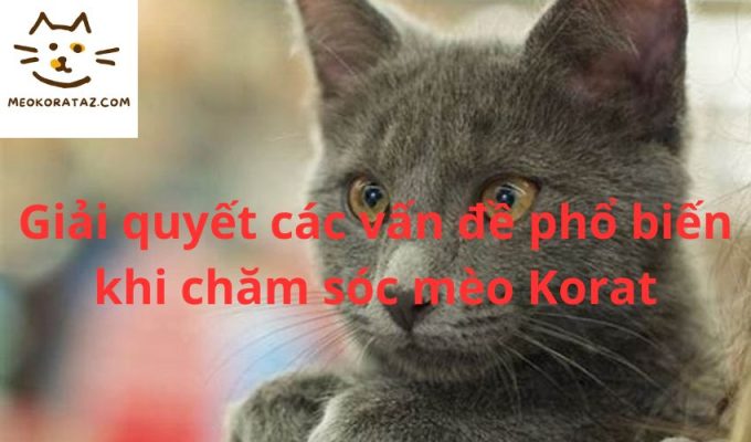 Giải quyết các vấn đề phổ biến khi chăm sóc mèo Korat