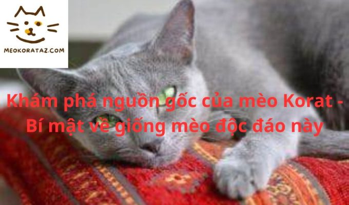 Khám phá nguồn gốc của mèo Korat - Bí mật về giống mèo độc đáo này