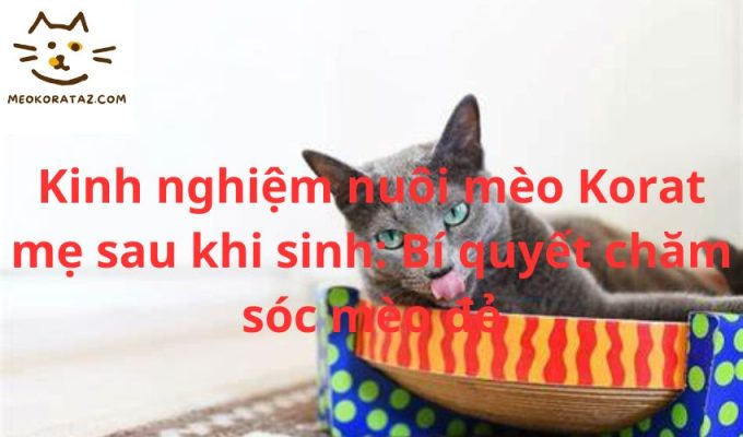 Kinh nghiệm nuôi mèo Korat mẹ sau khi sinh: Bí quyết chăm sóc mèo đẻ