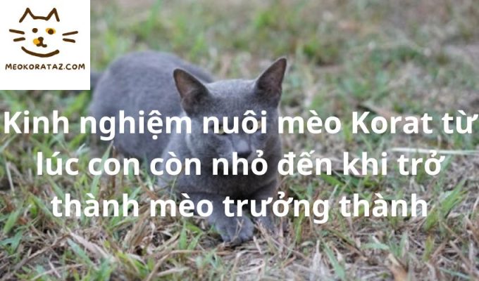 Kinh nghiệm nuôi mèo Korat từ lúc con còn nhỏ đến khi trở thành mèo trưởng thành