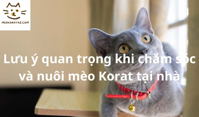 Lưu ý quan trọng khi chăm sóc và nuôi mèo Korat tại nhà