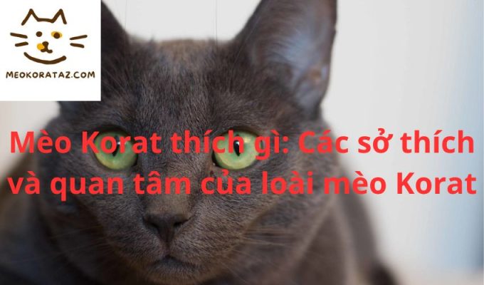 Mèo Korat thích gì: Các sở thích và quan tâm của loài mèo Korat