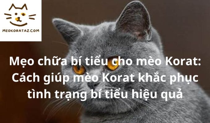 Mẹo chữa bí tiểu cho mèo Korat: Cách giúp mèo Korat khắc phục tình trạng bí tiểu hiệu quả