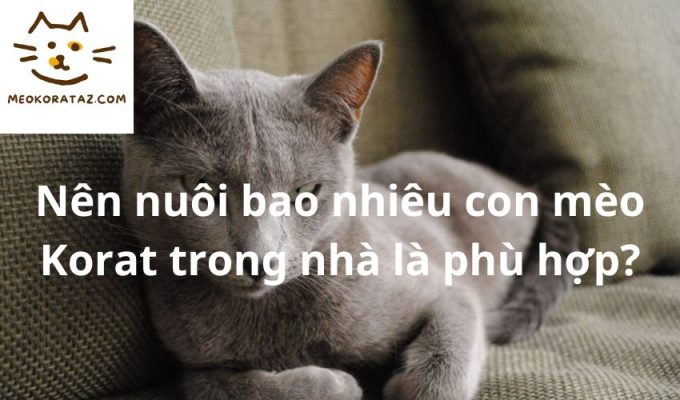 Nên nuôi bao nhiêu con mèo Korat trong nhà là phù hợp?