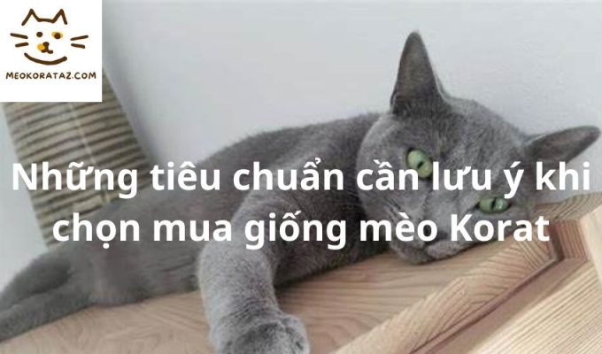 Những tiêu chuẩn cần lưu ý khi chọn mua giống mèo Korat