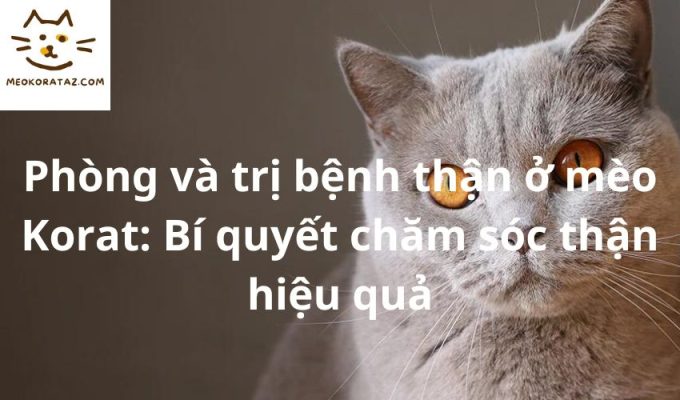 Phòng và trị bệnh thận ở mèo Korat: Bí quyết chăm sóc thận hiệu quả