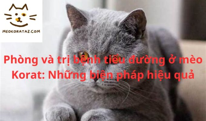 Phòng và trị bệnh tiểu đường ở mèo Korat: Những biện pháp hiệu quả