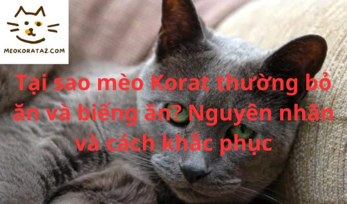 Tại sao mèo Korat thường bỏ ăn và biếng ăn? Nguyên nhân và cách khắc phục