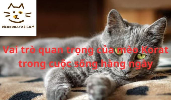 Vai trò quan trọng của mèo Korat trong cuộc sống hàng ngày